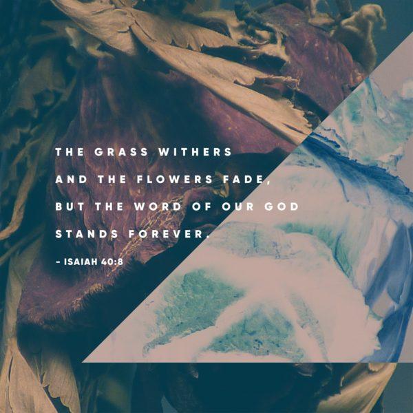 The grass withers and the flowers face, but the word of our God stands forever. – Isaiah 40:8