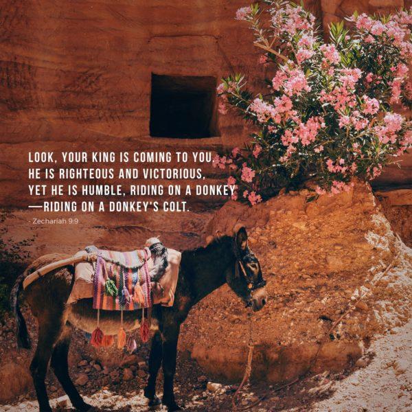 Look, your king is coming to you. He is righteous and victorious, yet he is humble, riding on a donkey—riding on a do...