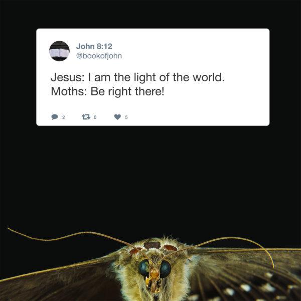 Jesus: I am the light of the world. Moths: Be right there!