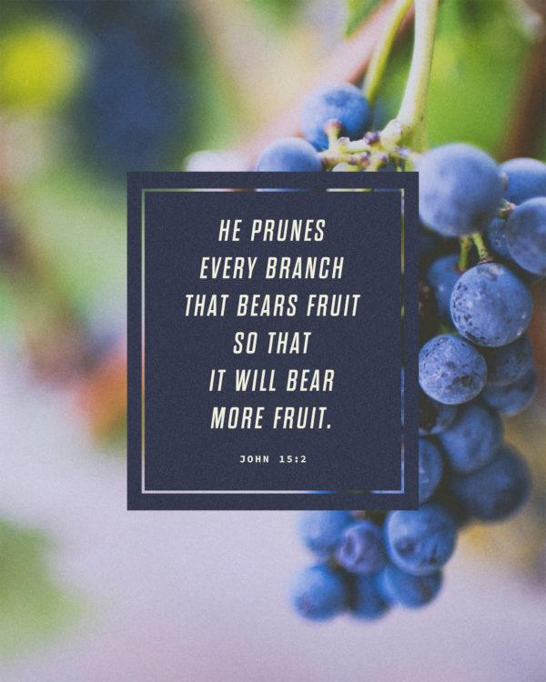 He prunes every branch that bears fruit so that it will bear more fruit. – John 15:2