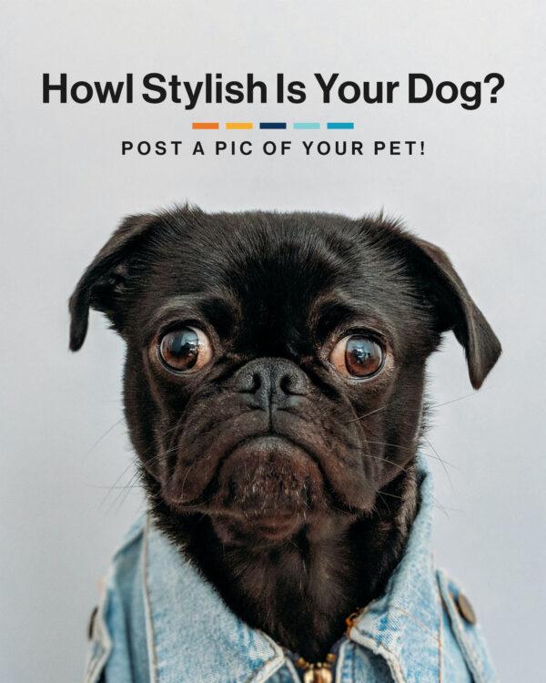 Howl stylish is your dog? Post a pic of your pet!