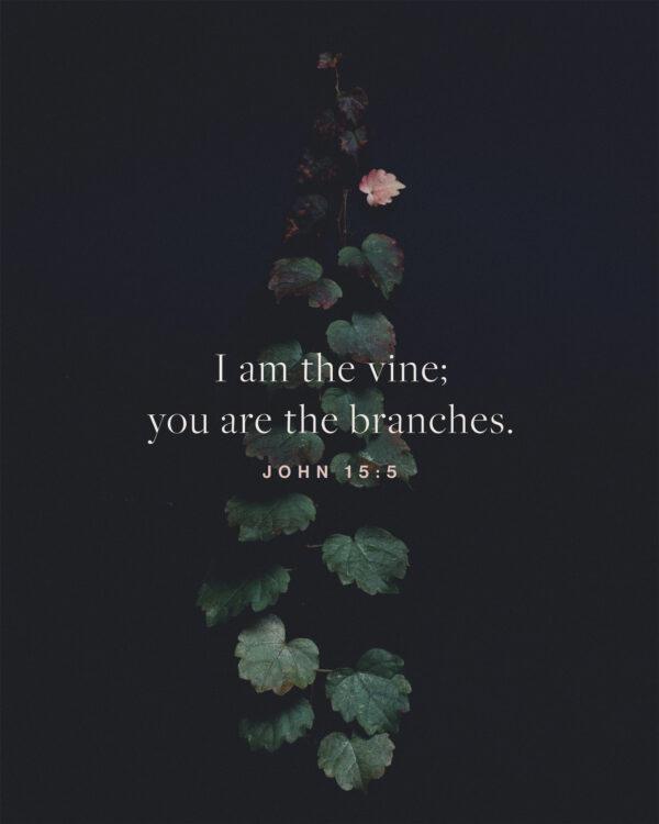 I am the vine; you are the branches. – John 15:5