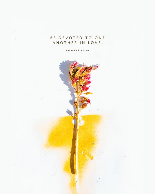 Be devoted to one another in love. – Romans 12:10