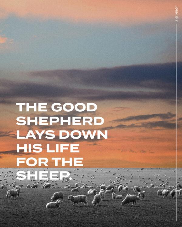 The good shepherd lays down his life for the sheep. – John 10:11