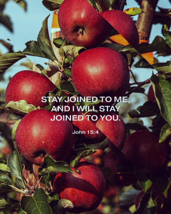 Stay joined to me, and I will stay joined to you. – John 15:4