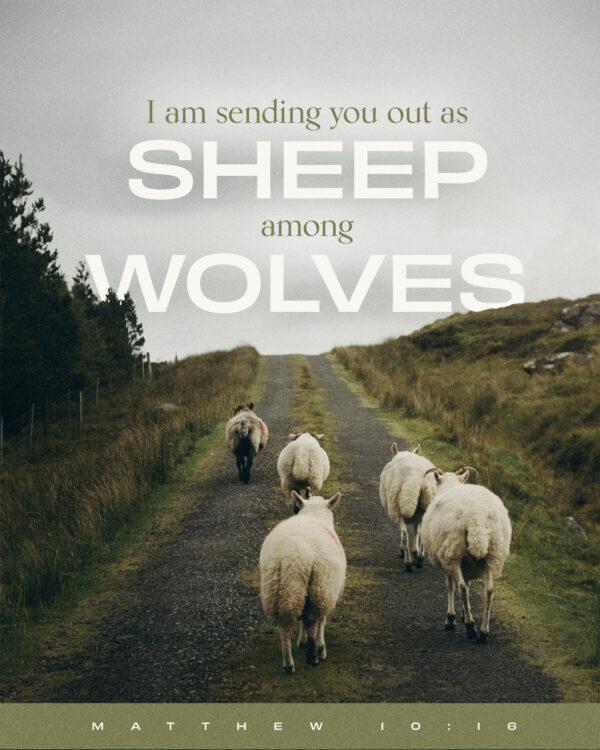 “I am sending you out as sheep among wolves.” – Matthew 10:16