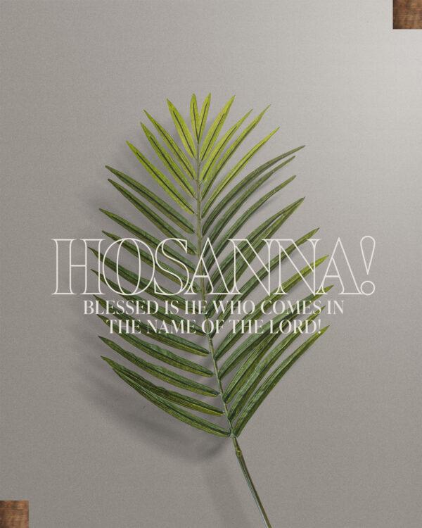 “Hosanna!” “Blessed is he who comes in the name of the Lord!” – John 12:13