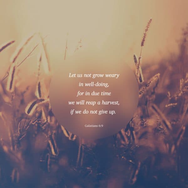 Let us not grow weary in well-doing, for in due time we will reap a harvest, if we do not give up. – Galatians 6:9